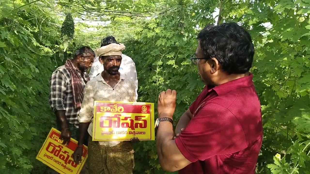 కాకర పంటకు సరైన విత్తనం - కావేరి రోషన్/ ఇది రైతులందరూ చెప్పే మాట.. 9492978349.