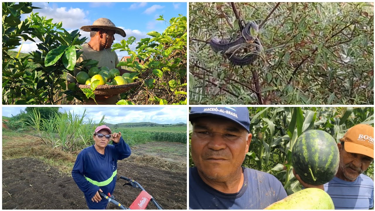 Perigo no sítio com muito trabalho cantinho da ceia.