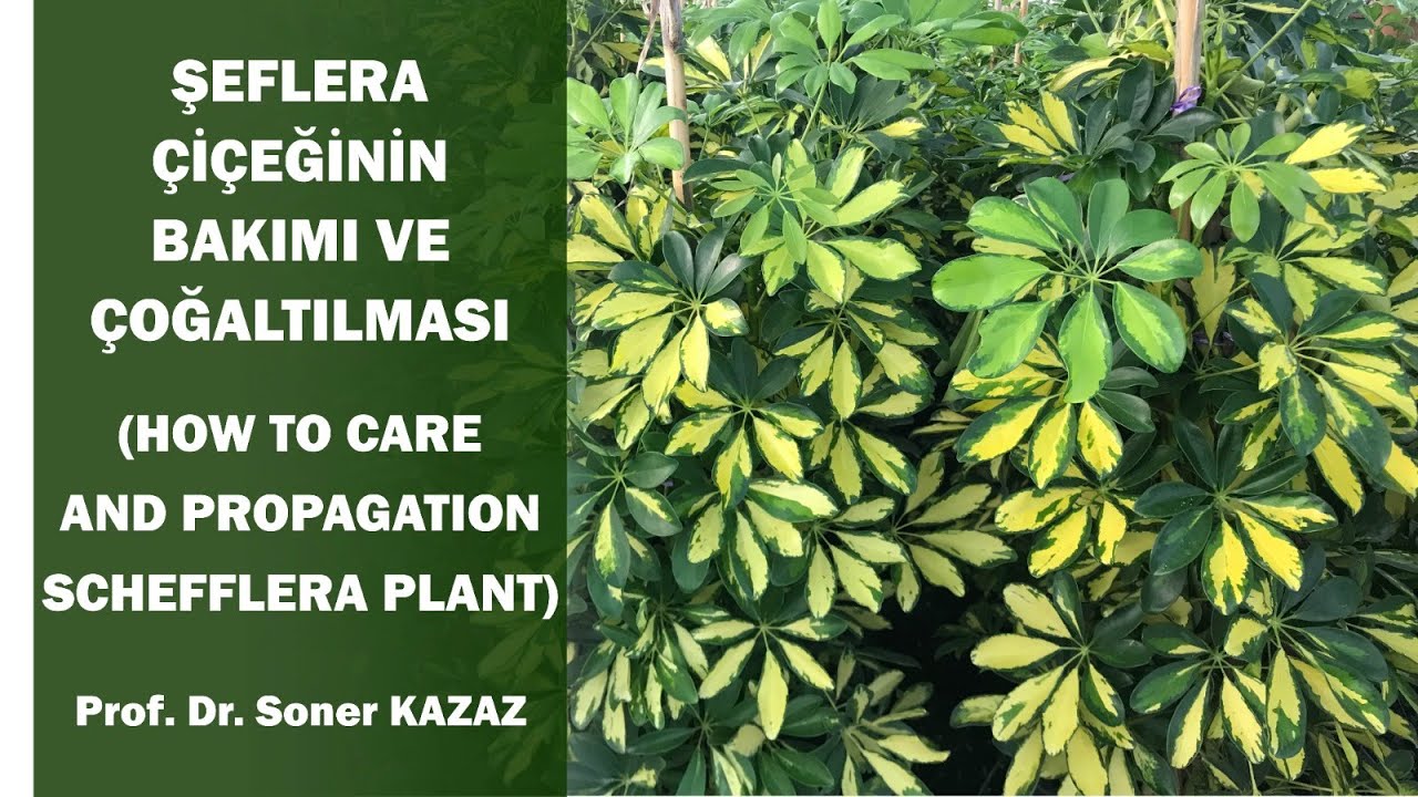 Şeflera Çiçeğinin Bakımı ve Çoğaltılması. How To Care and Propagation Schefflera Plant.