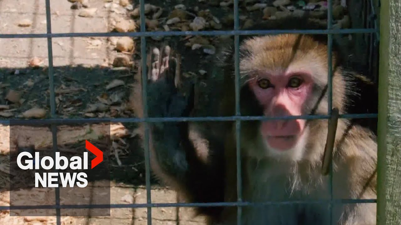 Activists say 'Boogie the Monkey' should be rescued from Ontario zoo due to evidence of self-harm