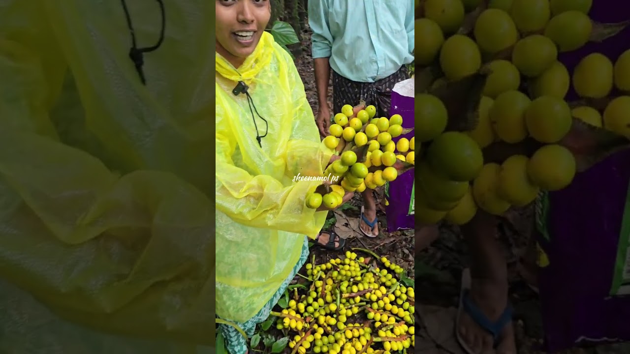 ഈന്തങ്ങ അഥവാ കണങ്ങാ 🥰🥰🥰