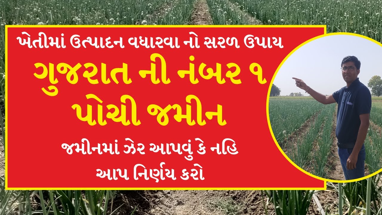 ખેતીમાં ઉત્પાદન વધારવા નો સરળ ઉપાય II ગુજરાત ની નંબર ૧ પોચી જમીન II જમીનમાં ઝેર આપવું કે નહિ ?