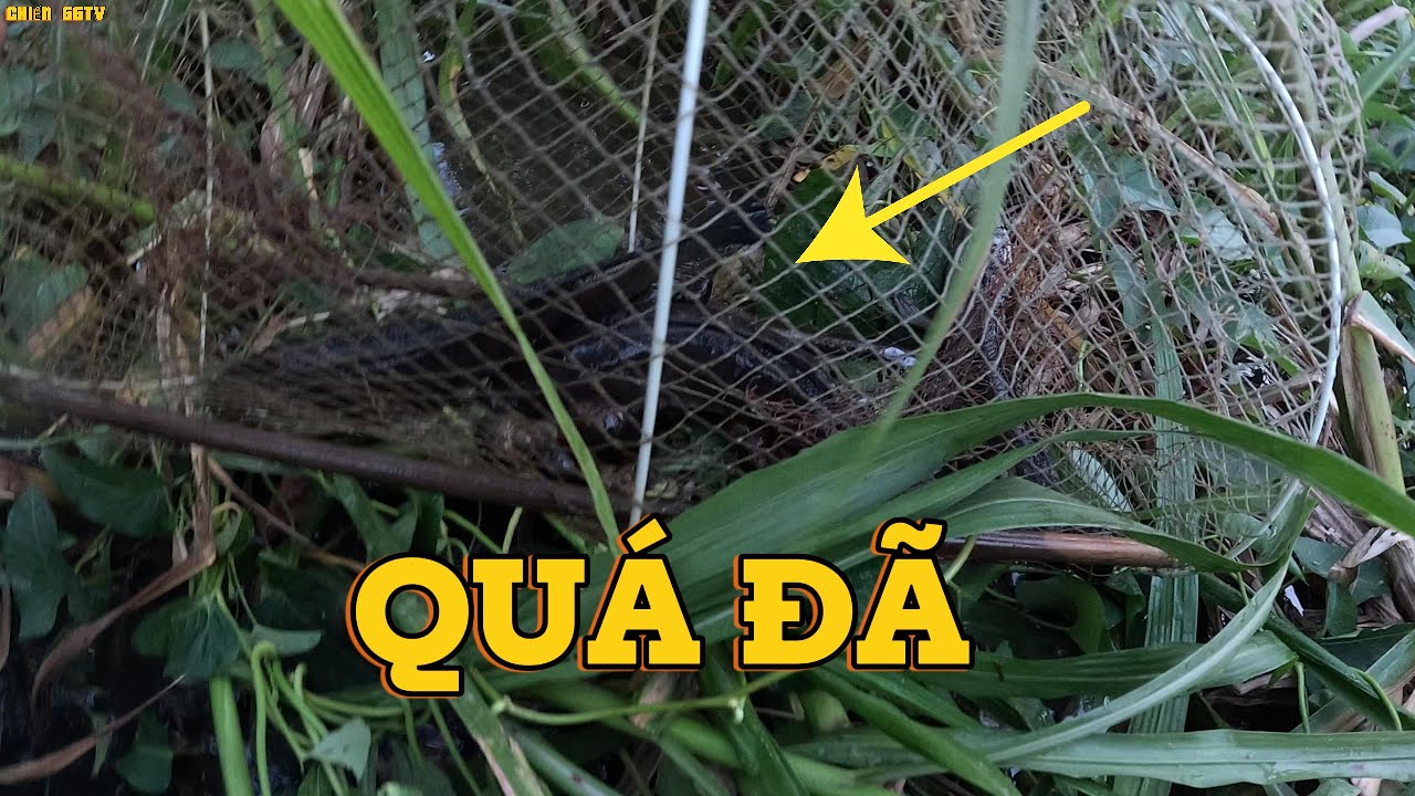 THĂM LỜ CHO KỊP TRỜI TỐI THÀNH QUẢ BẤT NGỜ