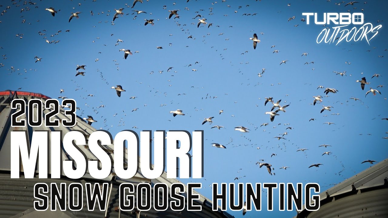 MISSOURI Snow Goose Hunting 2023 (HUGE FEEDS!)