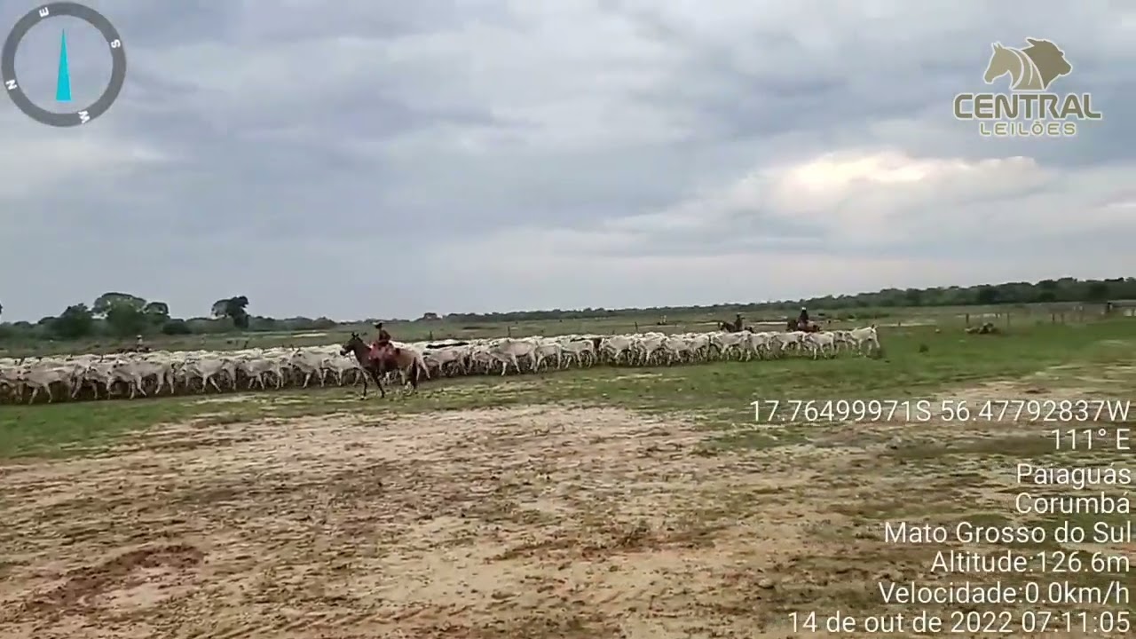 Conhe&ccedil;a o trabalho da Central Leil&otilde;es no Pantanal do Mato Grosso do Sul