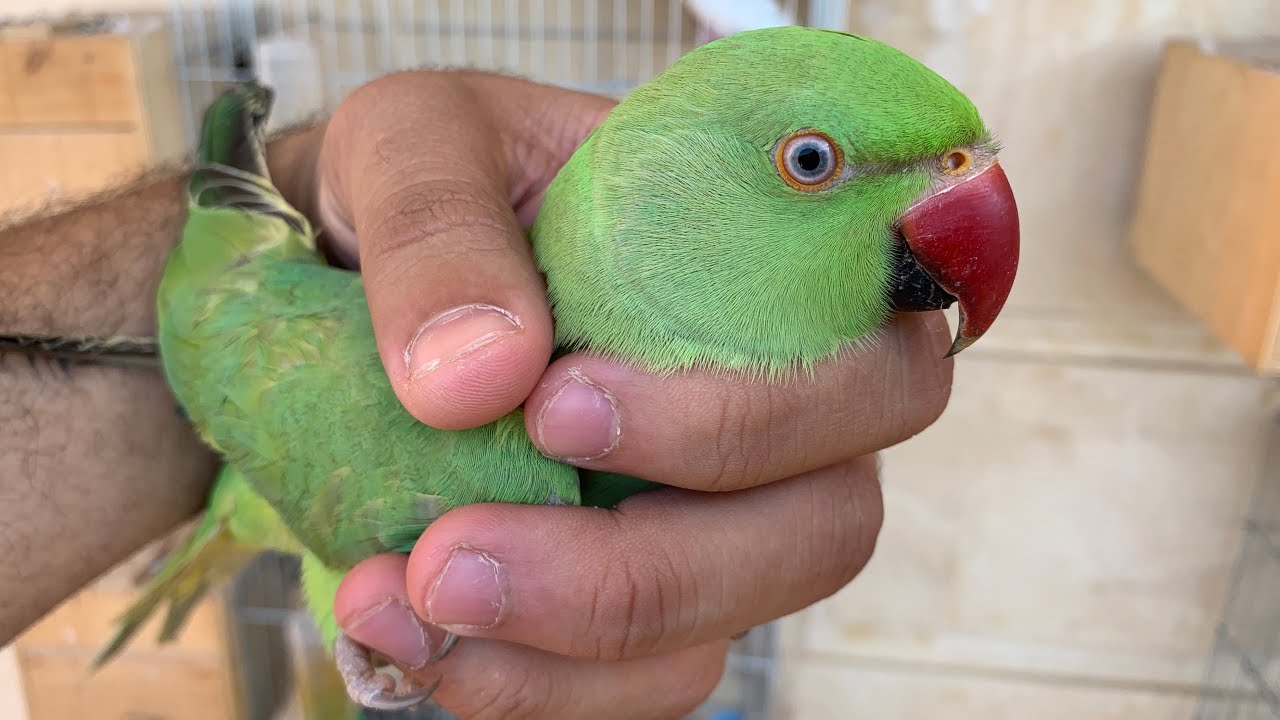 وصفة سحرية خلت ريش الببغاء تحفة في ايام فقط  (تنفع ل اي ببغاء و عصفور)