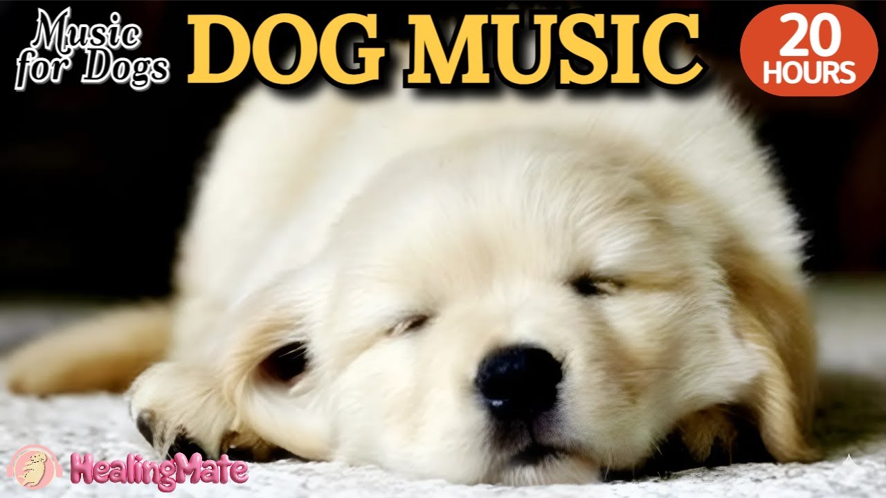 20 часов любимой музыки собак🐶💖Музыка для сна собак 🐶🎵 Музыка для снятия беспокойства при разлуке🎵