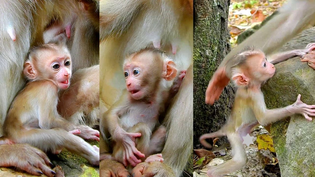 Cute Lilo baby looks very active after mum Lila gives him full milk, Lovely newborn monkey action.