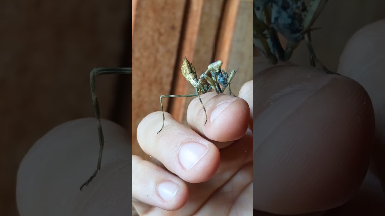 Mantis eating a spider, after molting