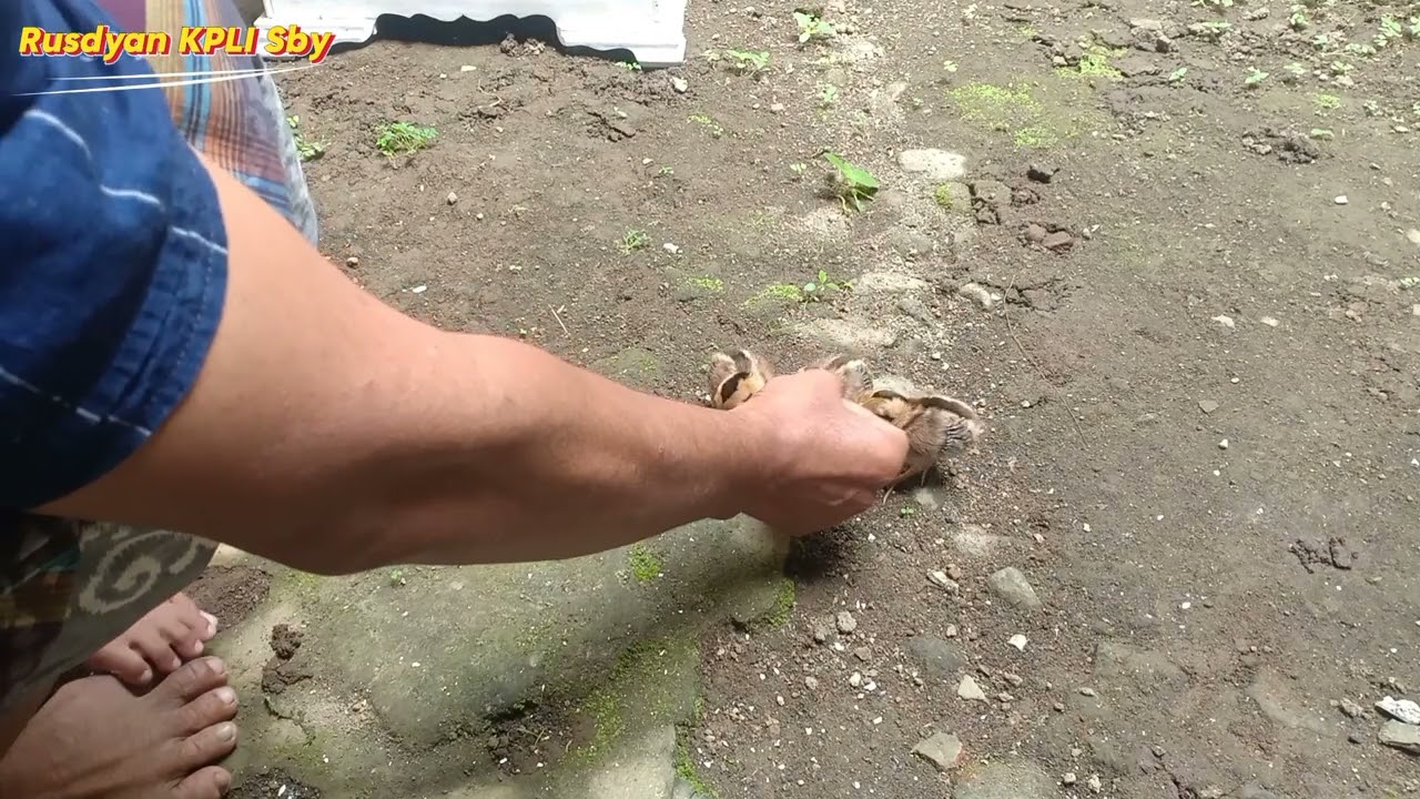 Cara Menjikan Anakan Ayam Hutan Hijau Hasil titip Telur ke Ayam kampung 😊