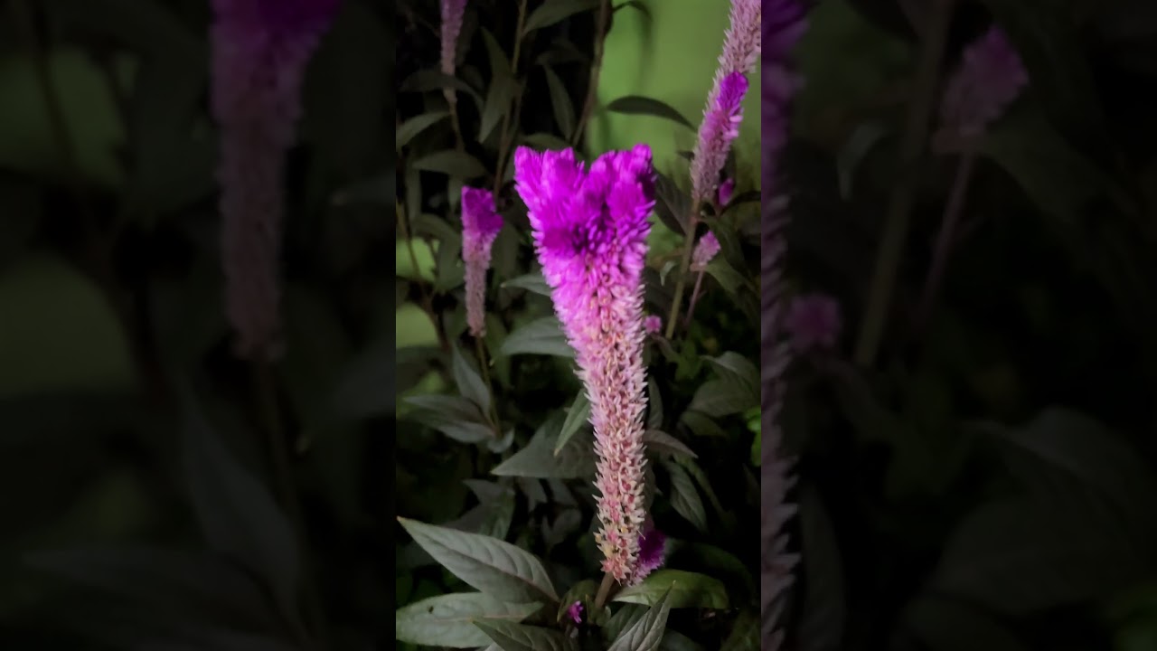 Celosia flowers with the most insane color 