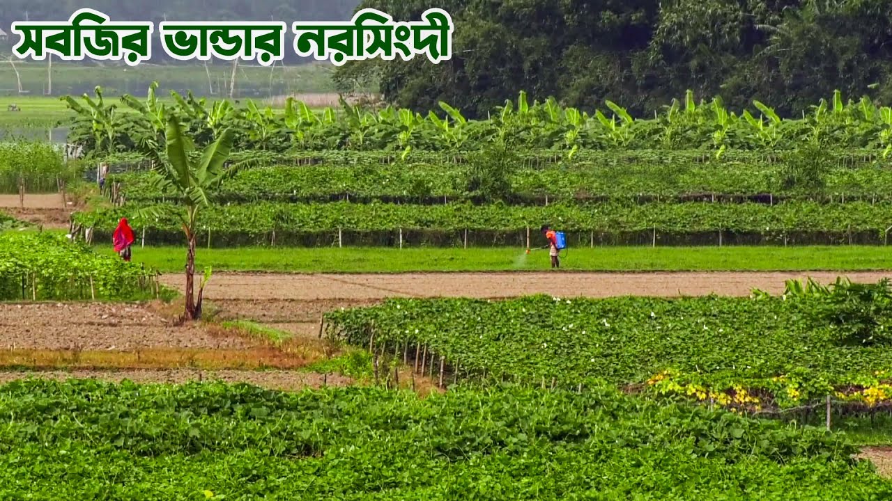 সবজির ভান্ডার নরসিংদী || Narsingdi - The Kingdom of Vegetables in Bangladesh || Panorama Documentary