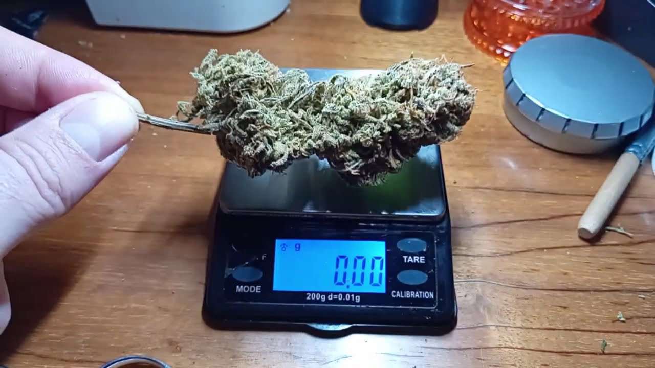 Buds Galore! Crackin' Open The Grove Bags w/ Gorilla Cookies (Fast Buds) Grow Vlogs - Season 3 Ep. 3