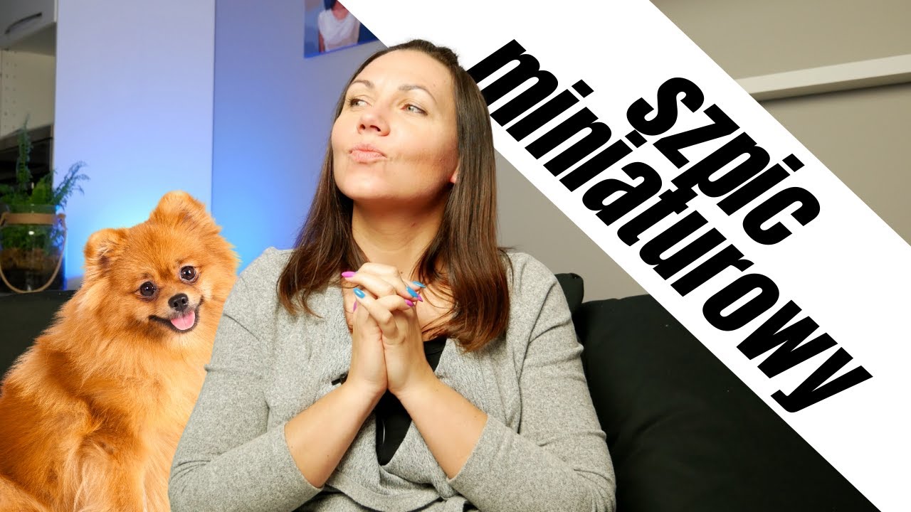 Szpic Miniaturowy - pies czy maskotka? | Rasy Psów odc.9
