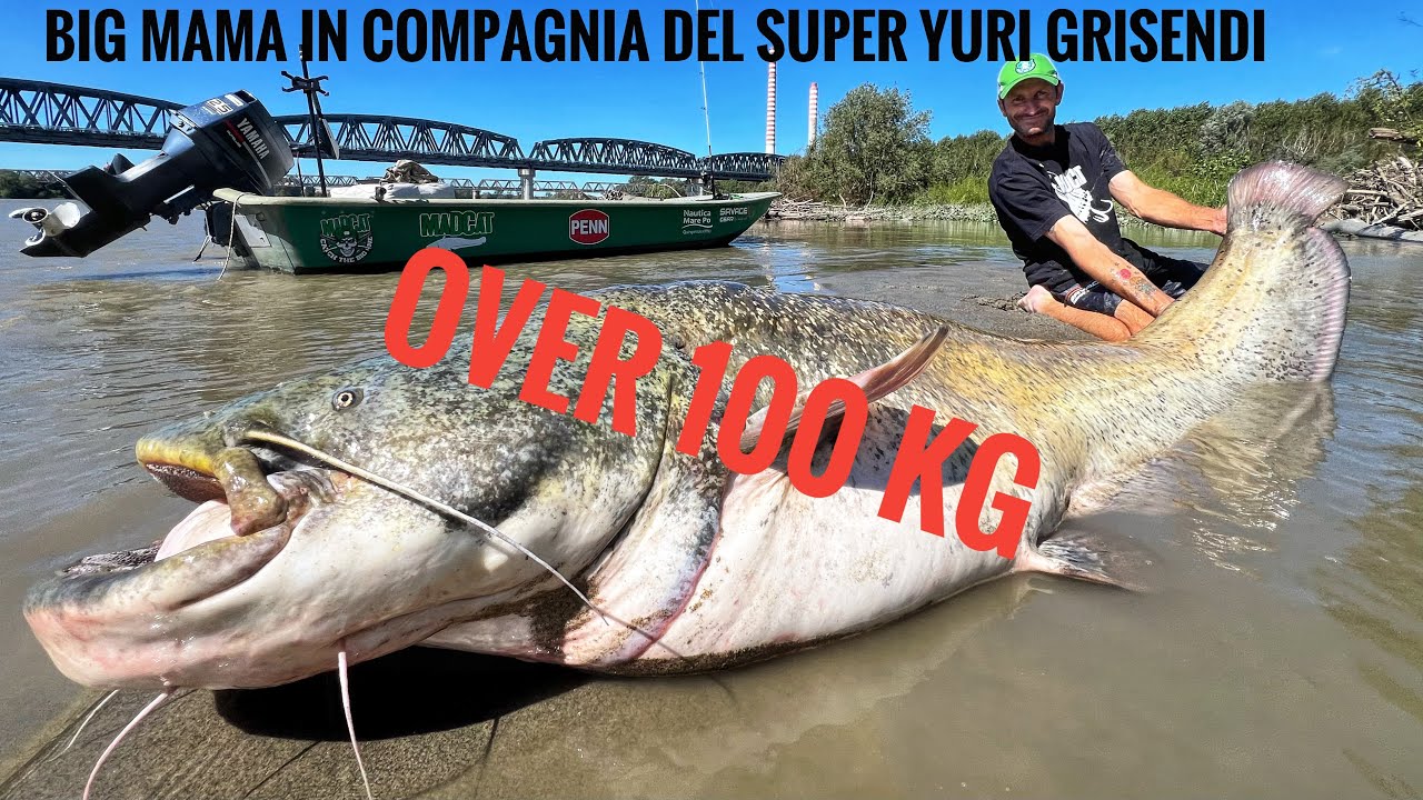 Spinning sul fiume Po in compagnia dell’amico Yuri Grisendi  😍😍                        👉big Siluro 👈