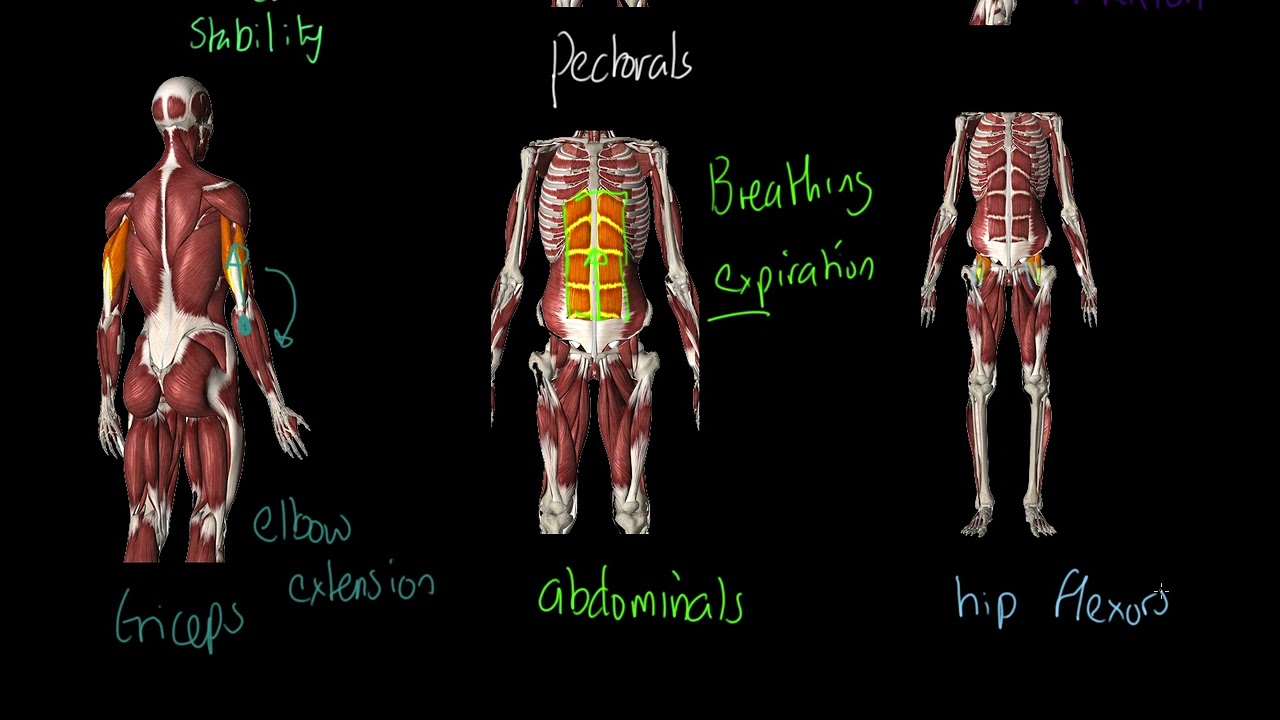 AQA GCSE PE: Группы мышц