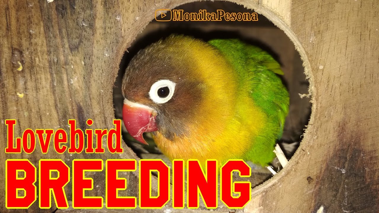 Lovebird Simple Breeding