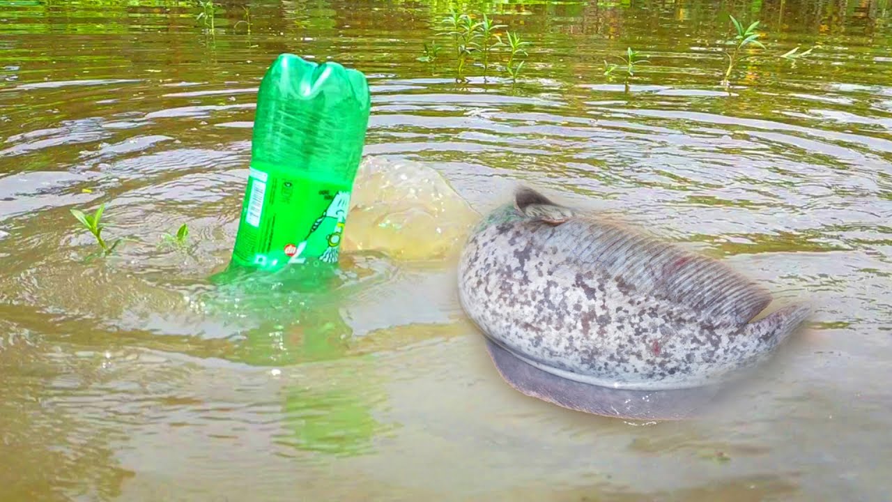 Best Bottle Fishing - Amazing Fish Trapping System Using Plastic Bottle - Fish Trap in New Method