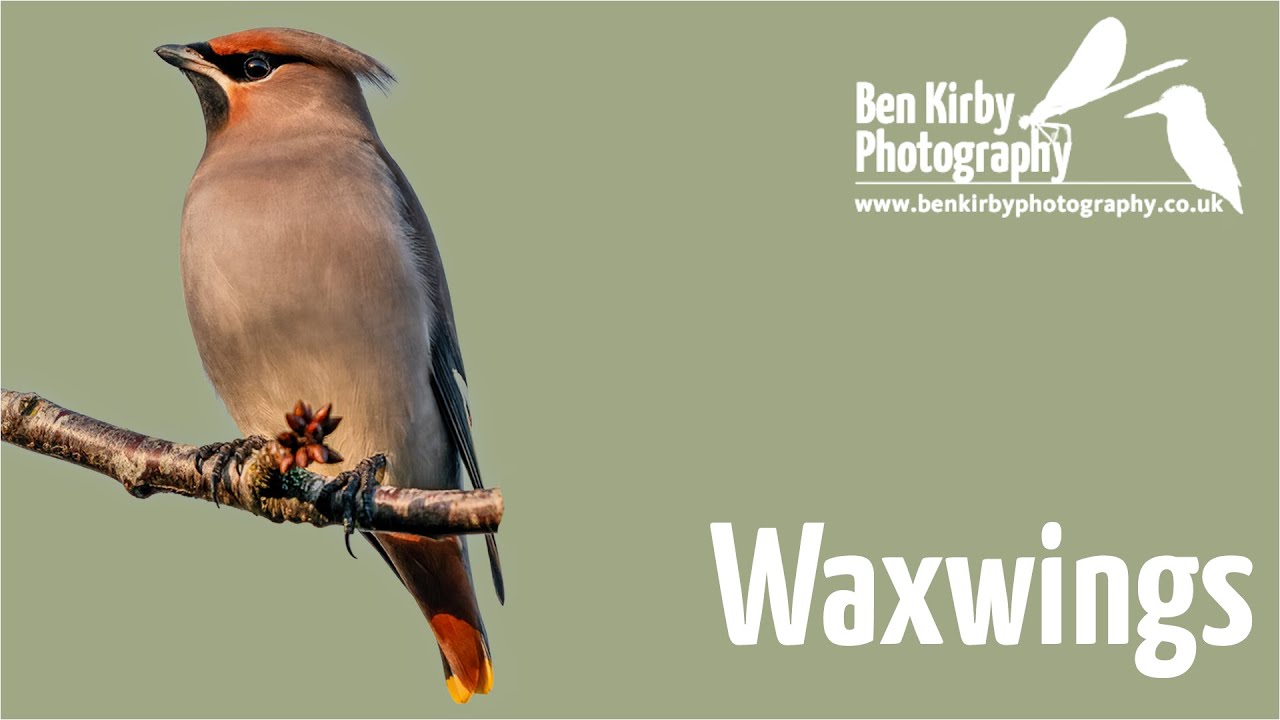 Waxwings