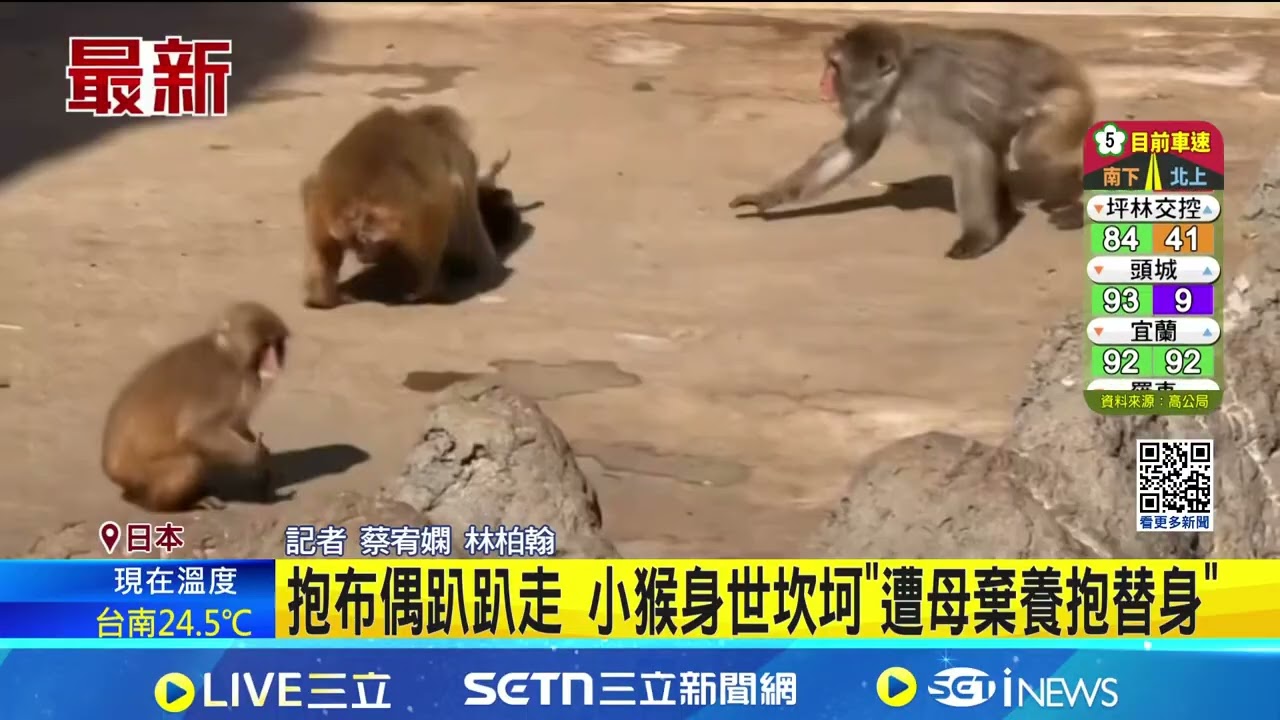 出生被拋棄! 小猴Panchi君