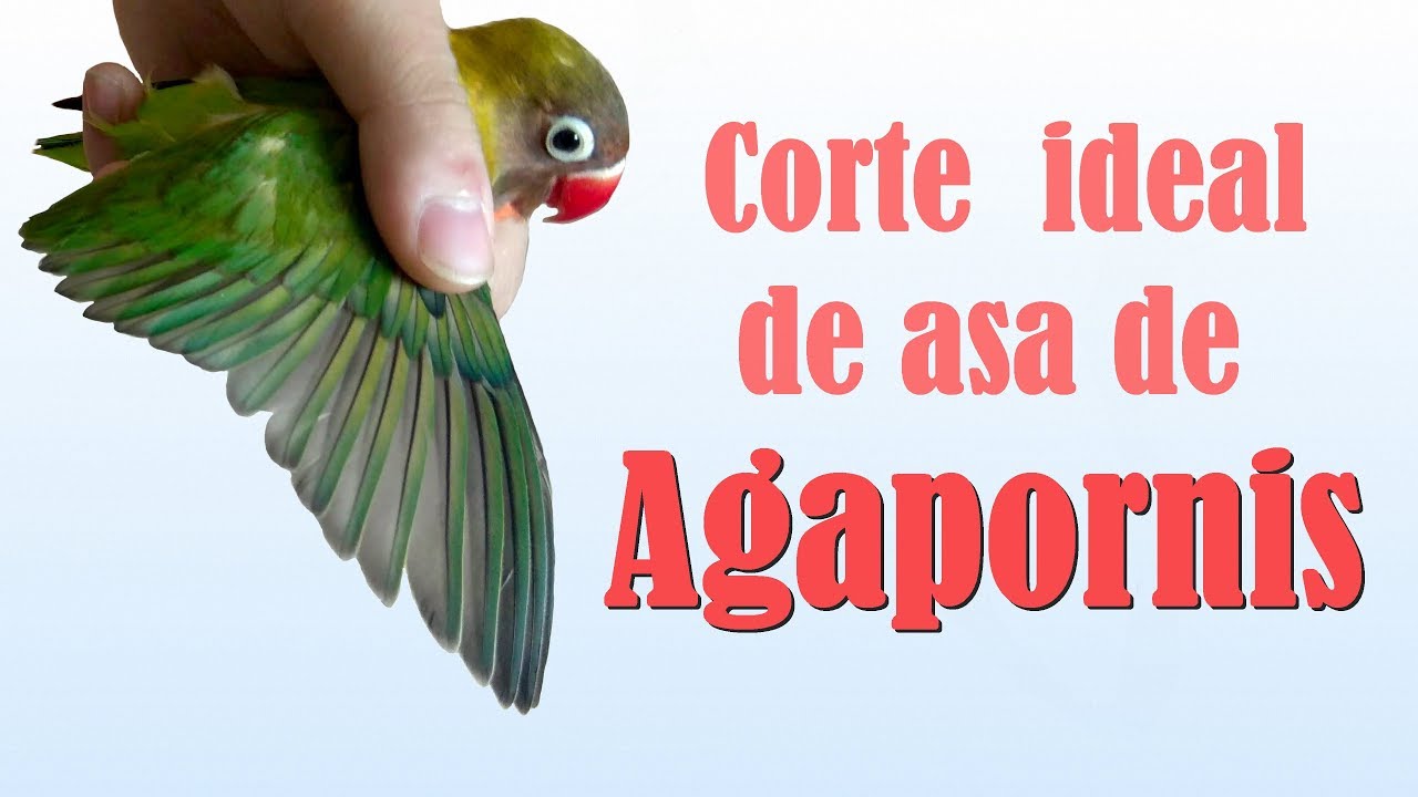 Como cortar as asas do seu Agapornis corretamente 2018