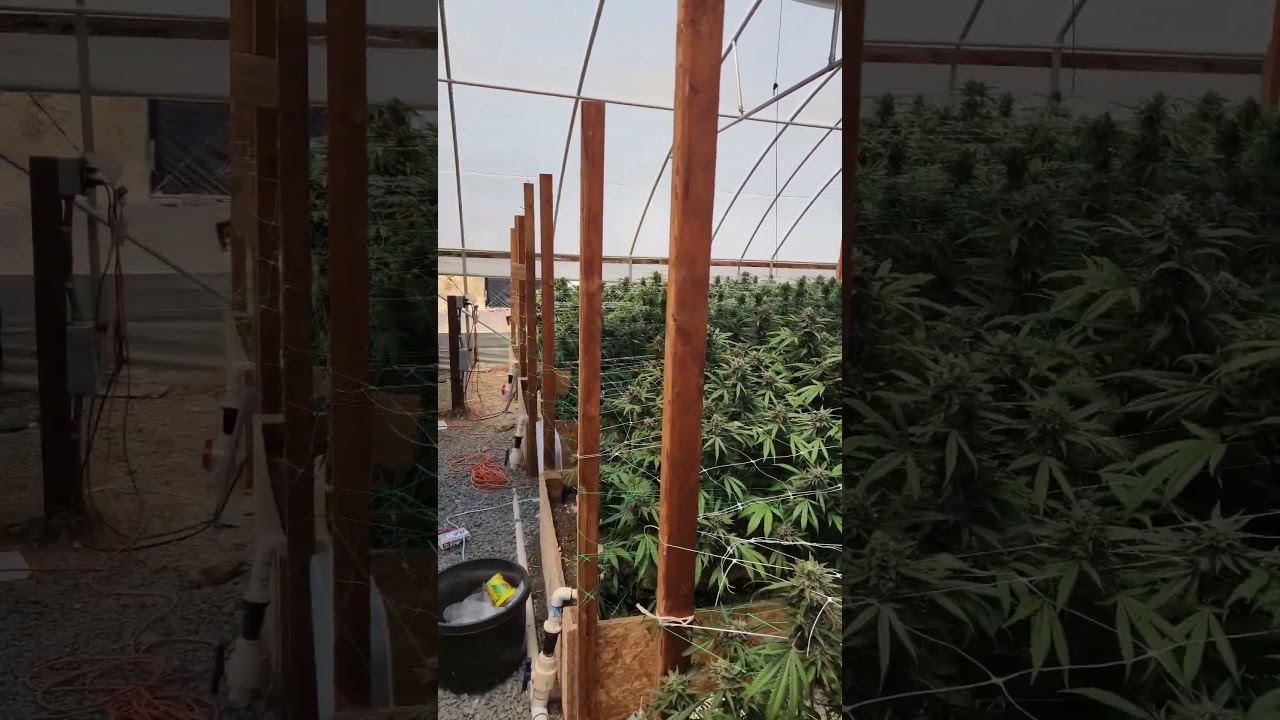 50 days - light dep