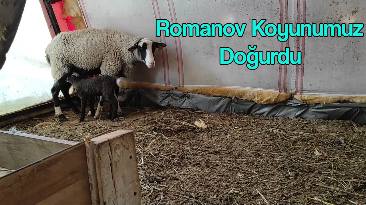 Romanov Koyunumuz Doğurdu #tavuk #civciv #horoz
