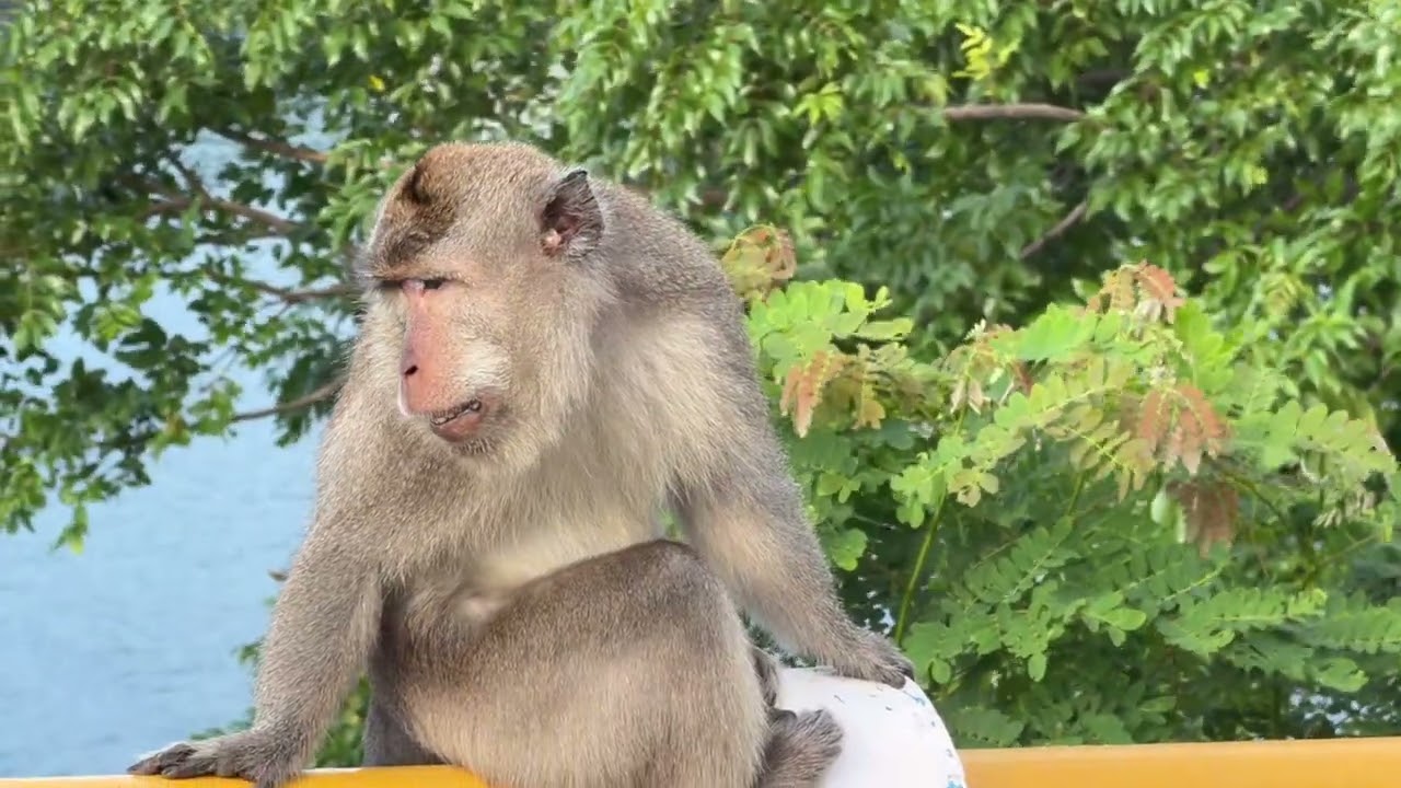 Индонезия путешествие по Бали и Ломбоку | BALI • LOMBOK