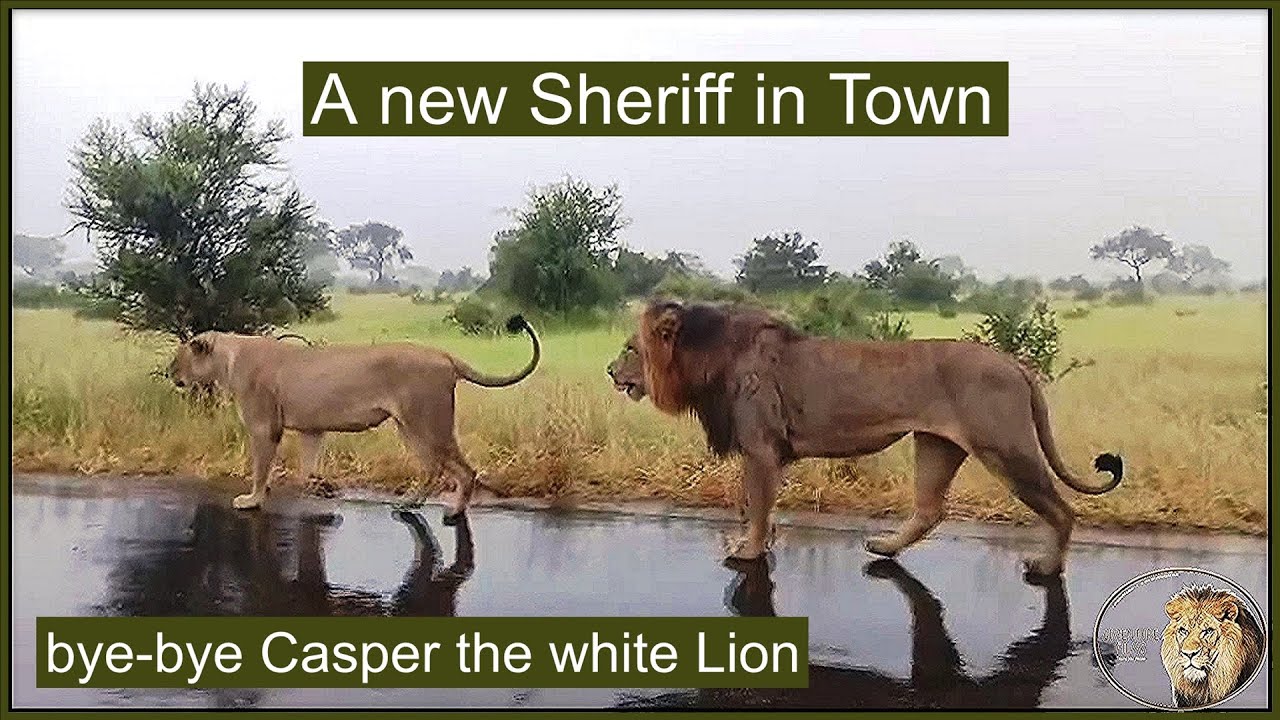 Satara Lion Pride Split | Bye-bye, Casper The White Lion