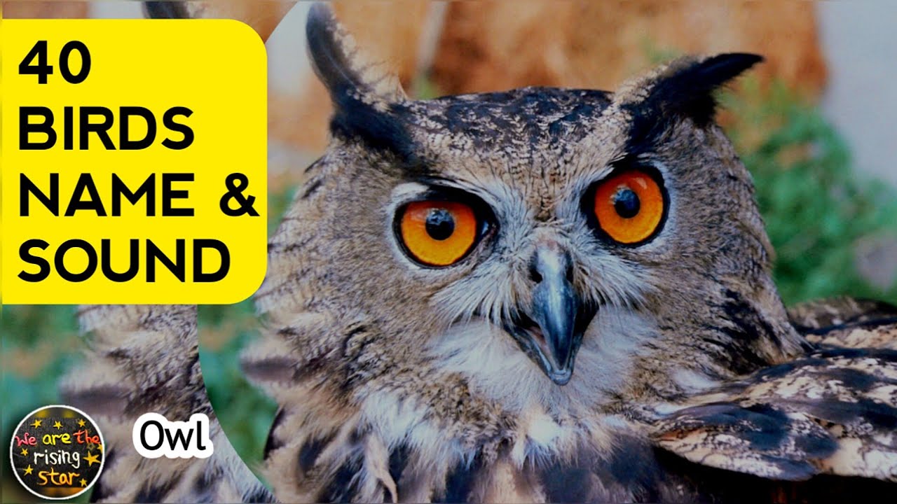 40 Birds | Birds Name & Sound | Birds name in English | WATRstar #watrstarbirds#beautifulbirds