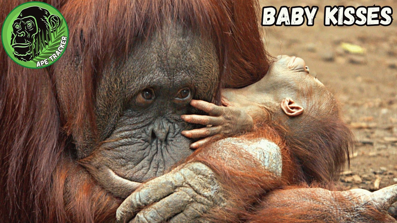 Mom Kisses And Cleans Her Sleeping Baby Orangutan! #heartwarming #babyanimals