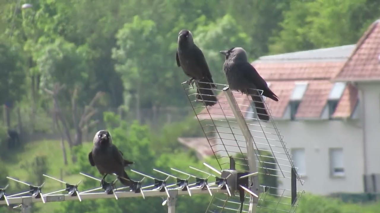 Choucas des tours qui crient sur le toit d'un immeuble