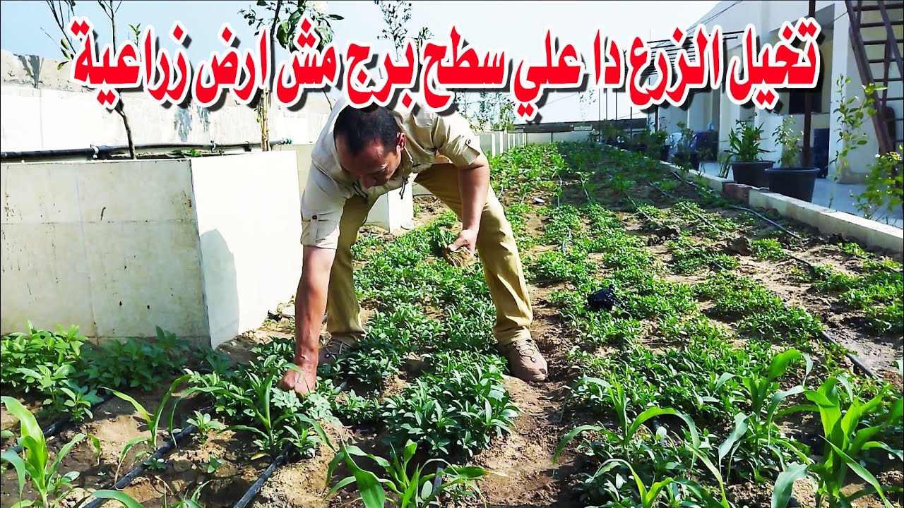 زراعة سطح بنظام الاحواض من الالف الي الياء مع المهندس:عبدالرحمن شحاتة 01224852985@VillageFarmerTamil