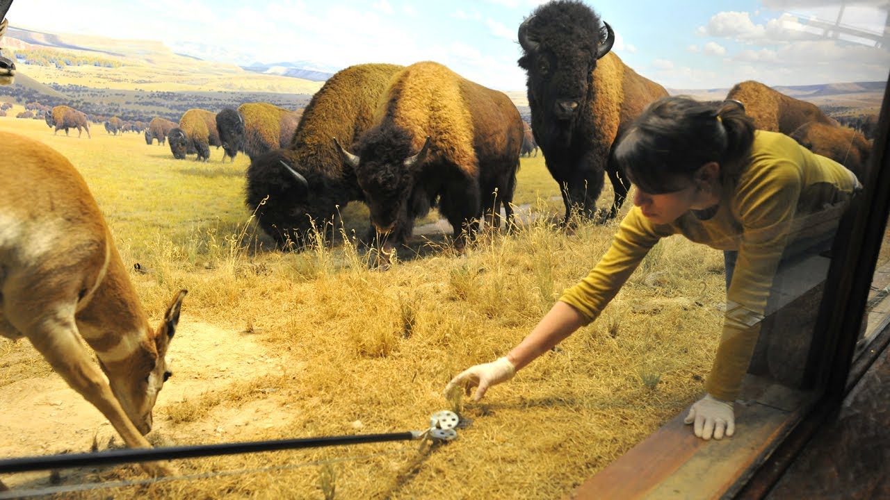 Restoring Grass in the American Bison and Pronghorn Diorama