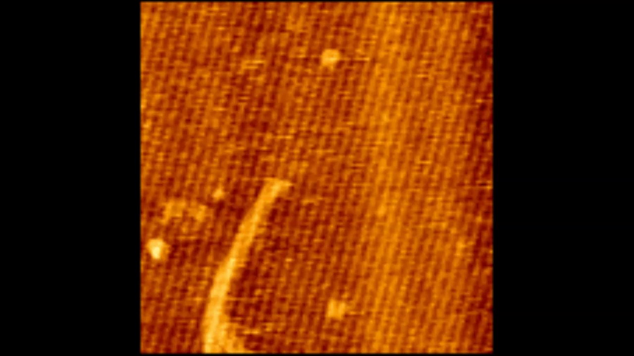High-speed atomic force microscopy reveals stop-and-go dynamics of functional amyloid elongation