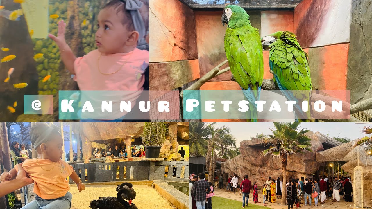 kannur petstation 🦜🕊️🦢 //Dayoutvlog//@HangoutWithHaiZubee