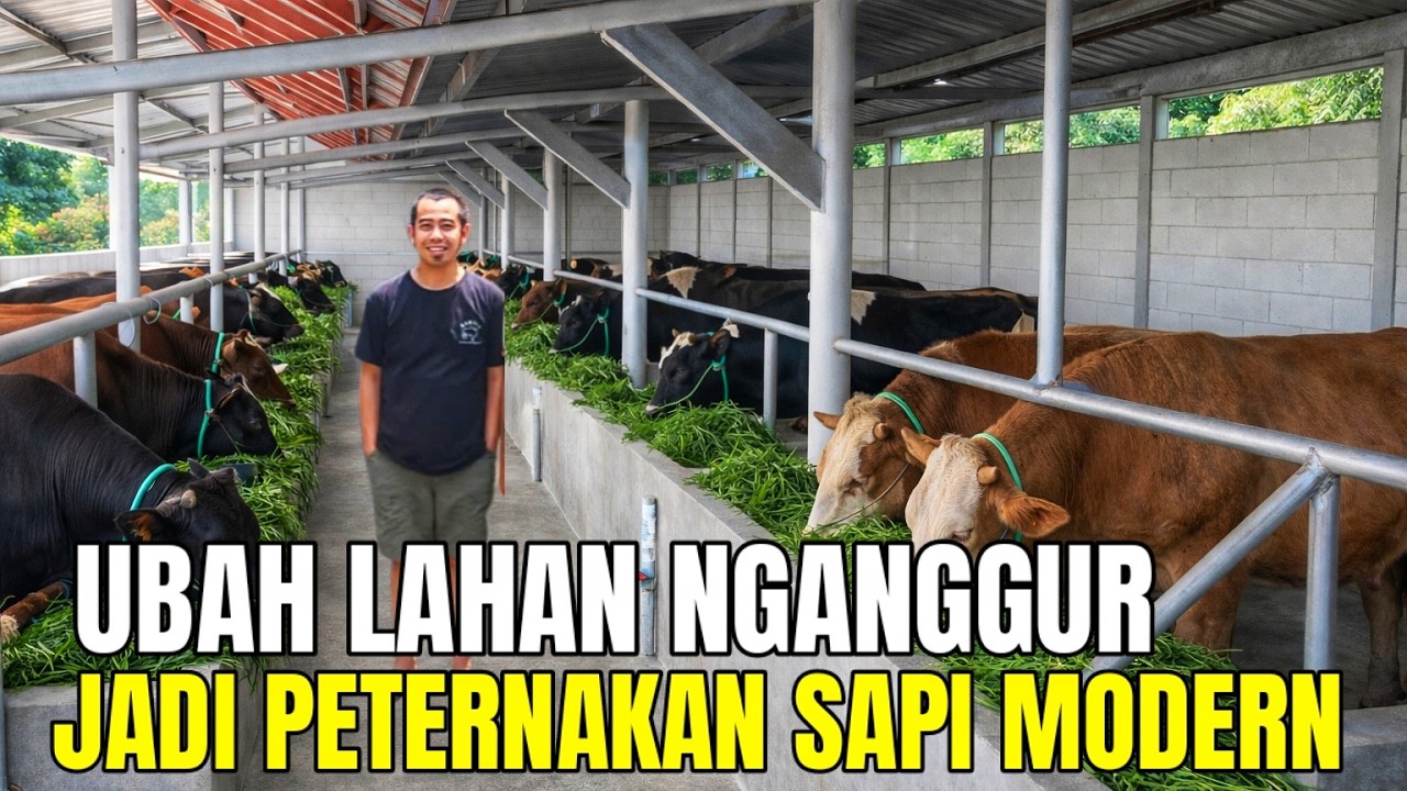 Sukses Ternak Sapi Mulai Dari Nol Kini Punya Puluhan Sapi Dengan Kandang Modern