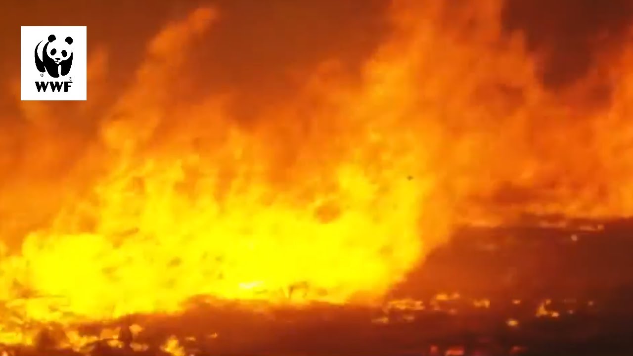 Incendios Forestales 2019 - Video realizado por equipo de WWF-UK