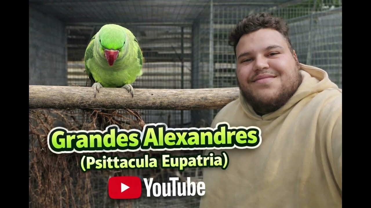 Grandes Alexandres (Psittacula Eupatria)
