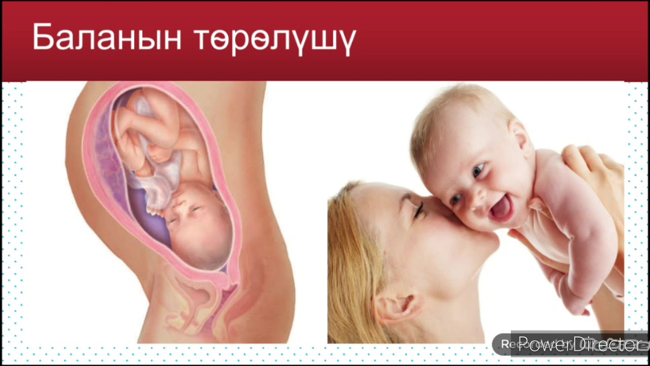 БИОЛОГИЯ 8- класс. Адамдын кобойушу