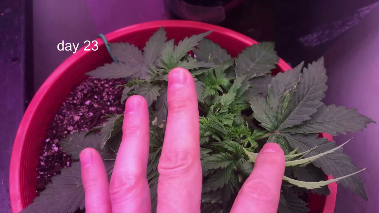 Day 21 to 28  Auto Flower White Widow Crop King Seeds