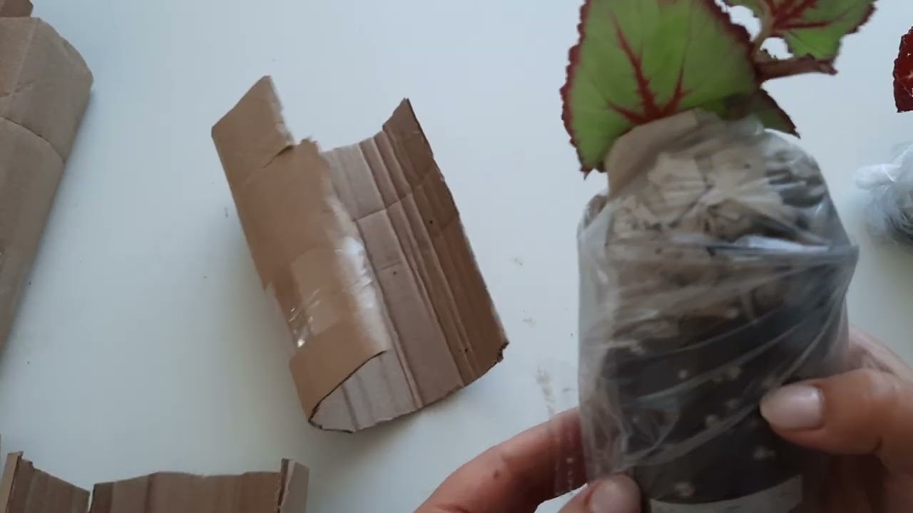 пришла посылка с бегониями. 3 кг счастья.