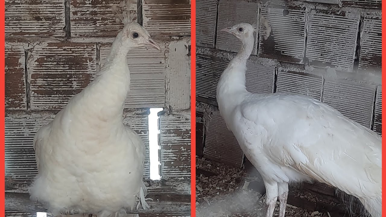 Comprei um Casal de Pavão Branco.