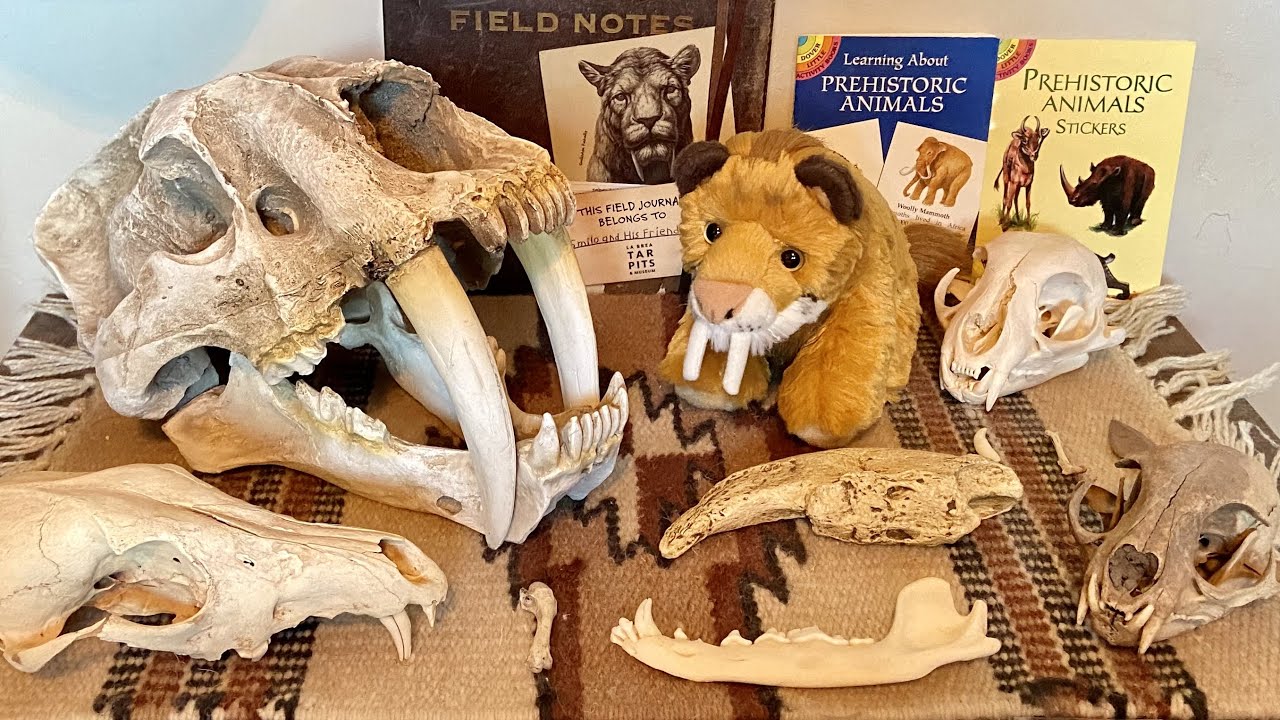 Smilo&rsquo;s National Fossil Day Special 🦖🦕🦣