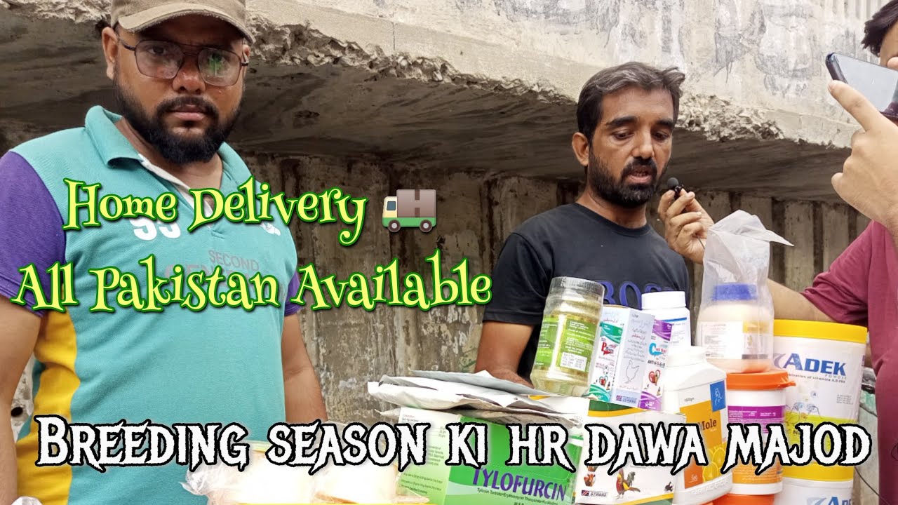 Parrot Babies Chick's Feed ||Birds Medicine Shop in Karachi ||DailyinfoKarachi