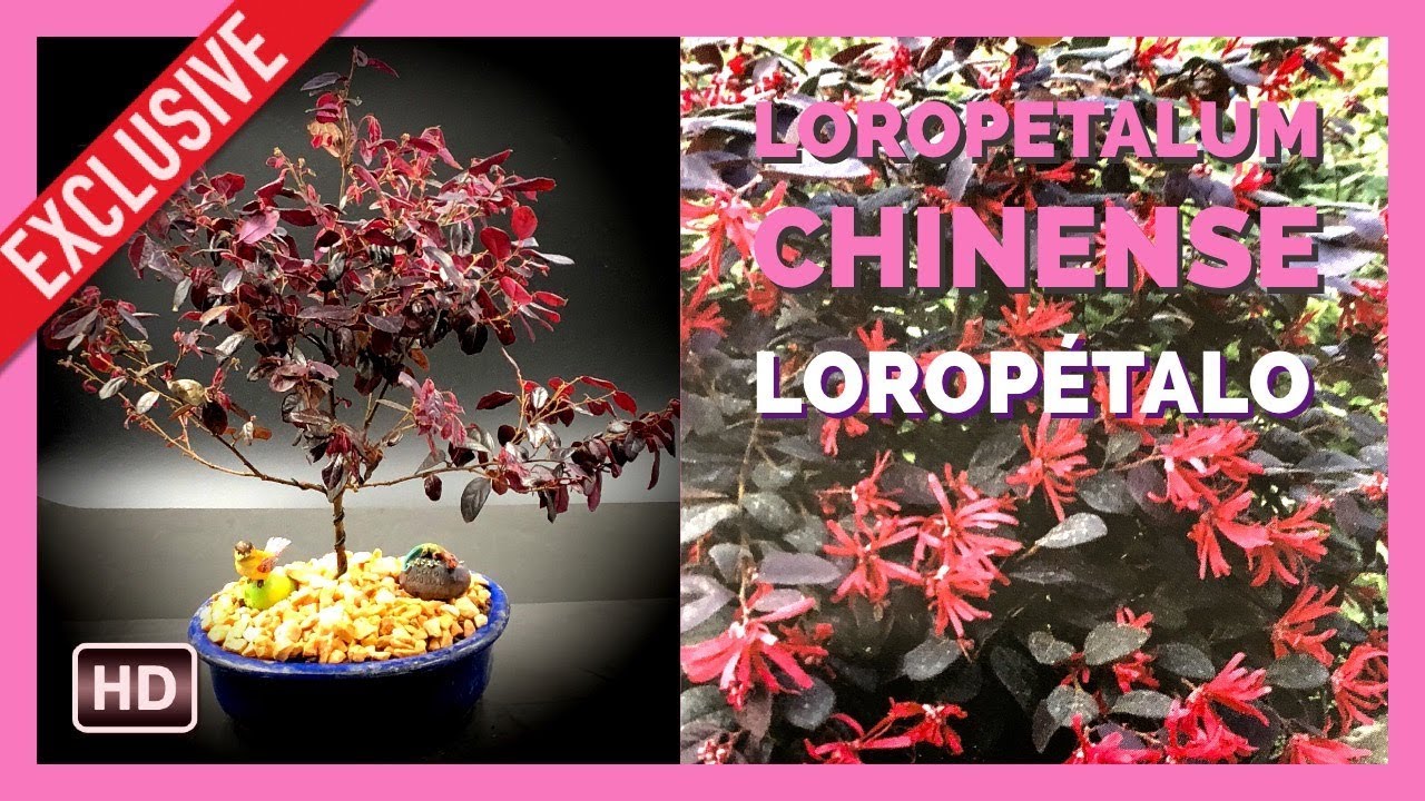 Bonsai Loropetalum Chinense