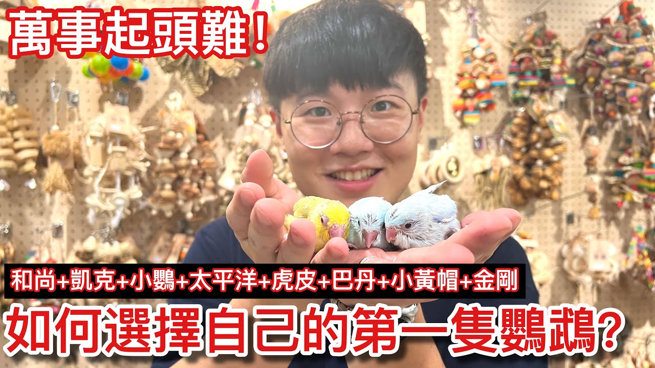 茫茫「鳥」海怎麼選擇第一隻鸚鵡？點破「小中大」型鸚鵡的所有優點與缺點！【鸚鵡小木屋】