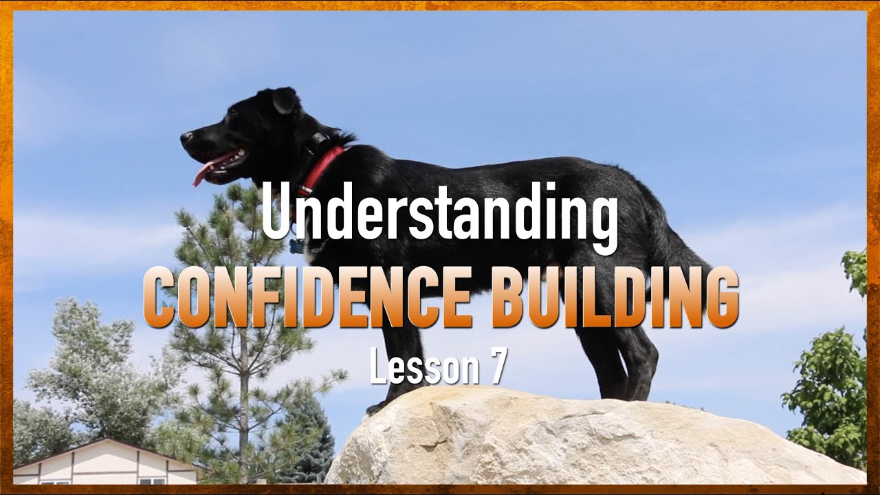 Укрепление уверенности, контркондиционирование и десенсибилизация. Урок 7