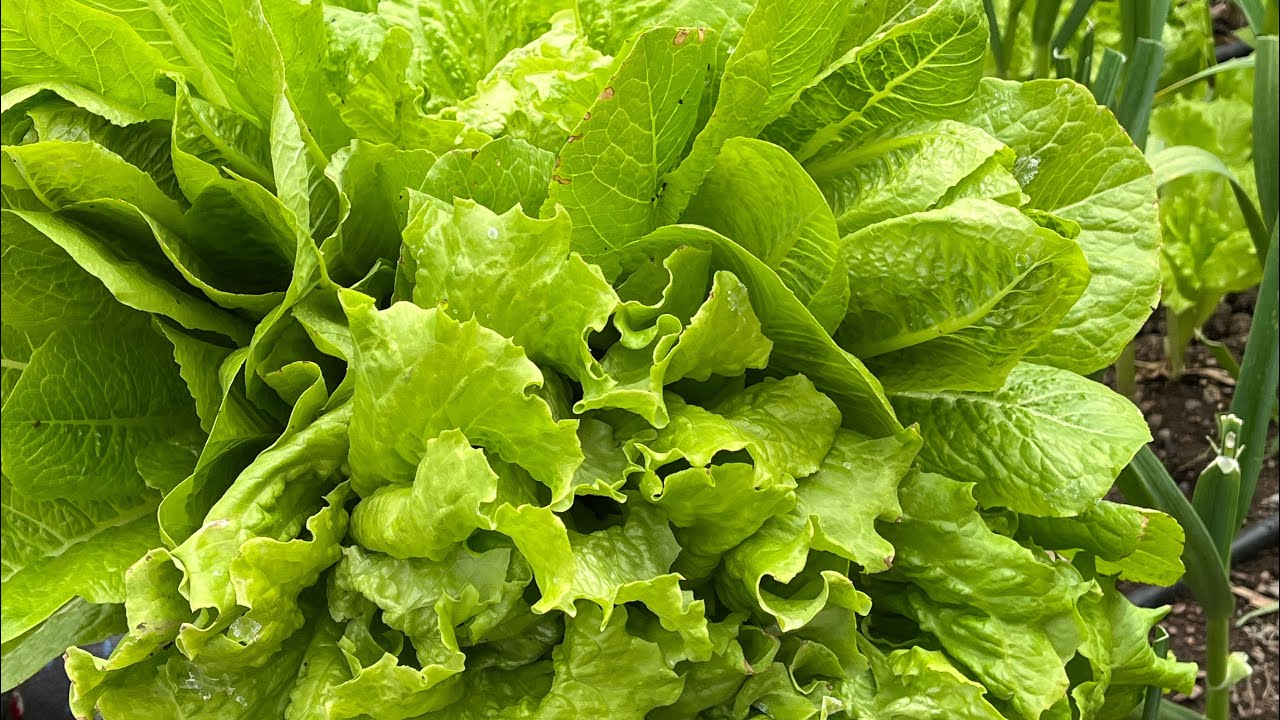 Şehirdeki hayat daha mı güzel 😳 #bolu #kıbrıscık #köy