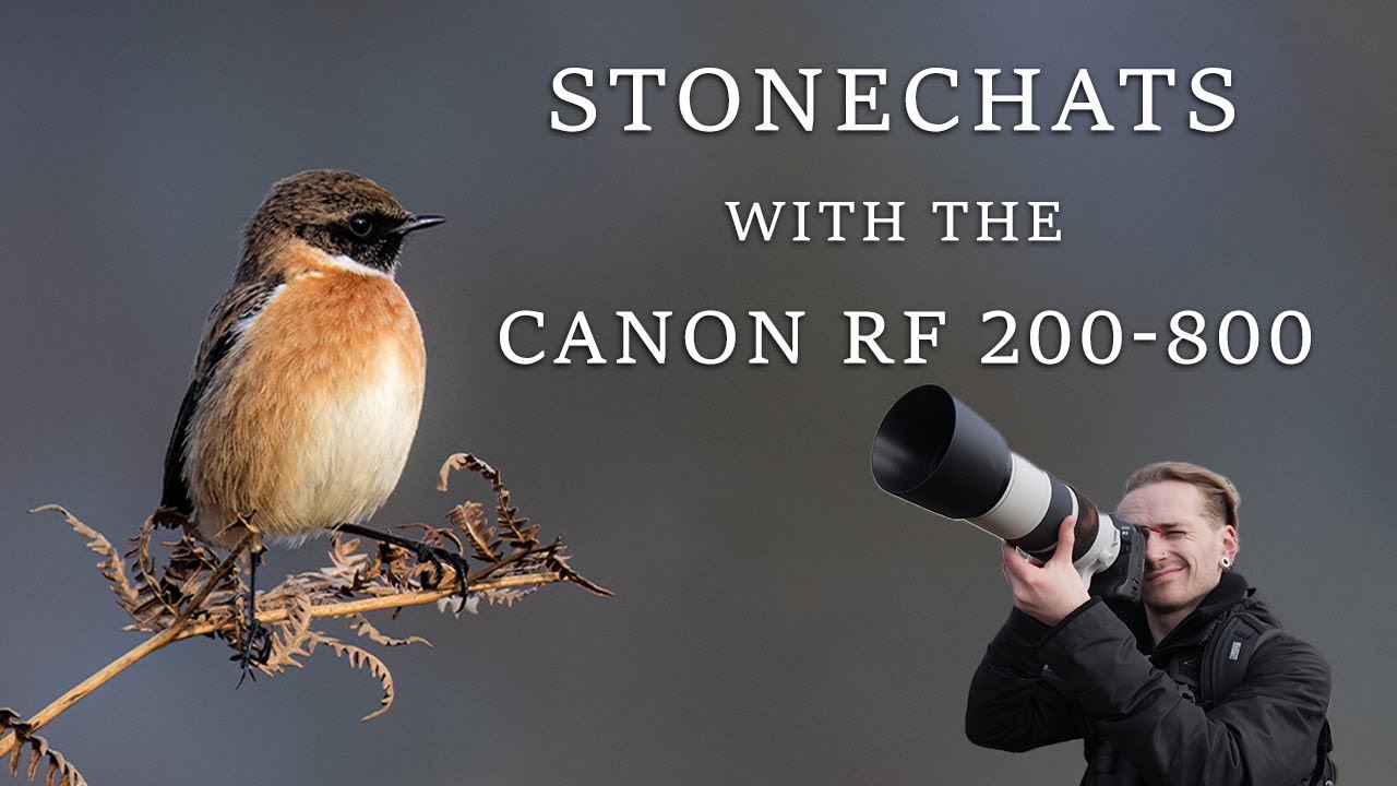 Photographing My Favourite Bird  | UK Bird Photography